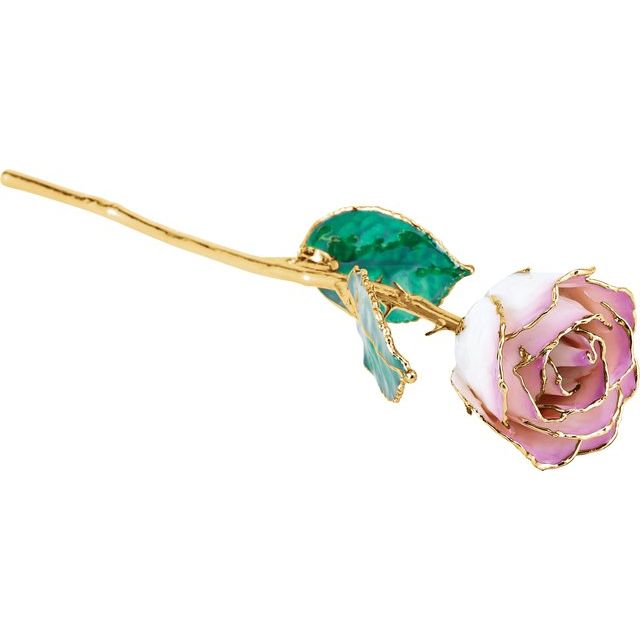 Cream Pink Colored Rose with Gold Trim