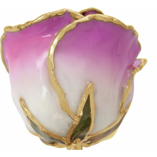 Cream Pink Colored Rose with Gold Trim