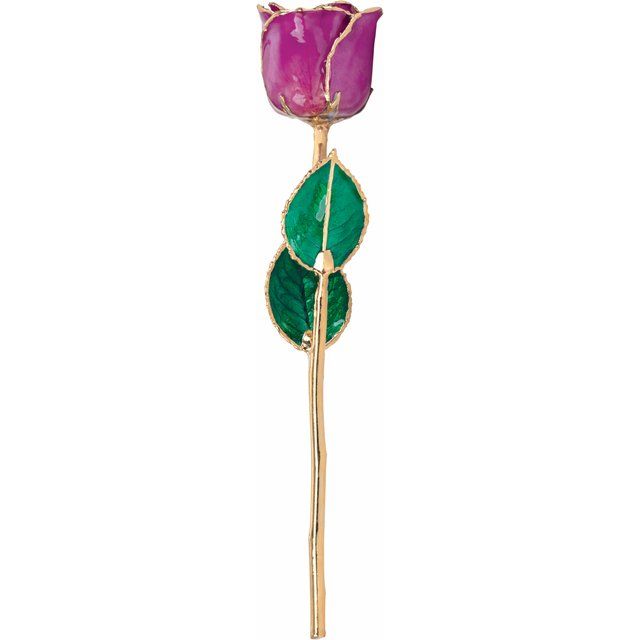 Amethyst Colored Rose with Gold Trim