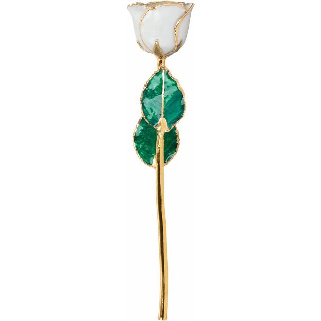 Pearl Colored Rose with Gold Trim