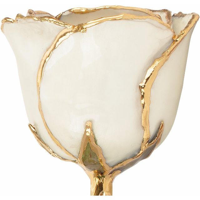 Pearl Colored Rose with Gold Trim