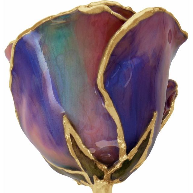 Opal Colored Rose with Gold Trim