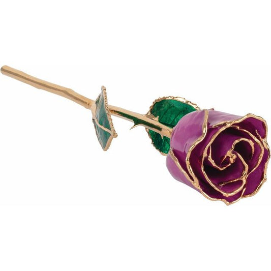 Amethyst Colored Rose with Gold Trim