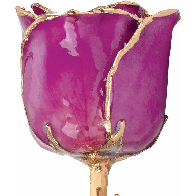 Amethyst Colored Rose with Gold Trim
